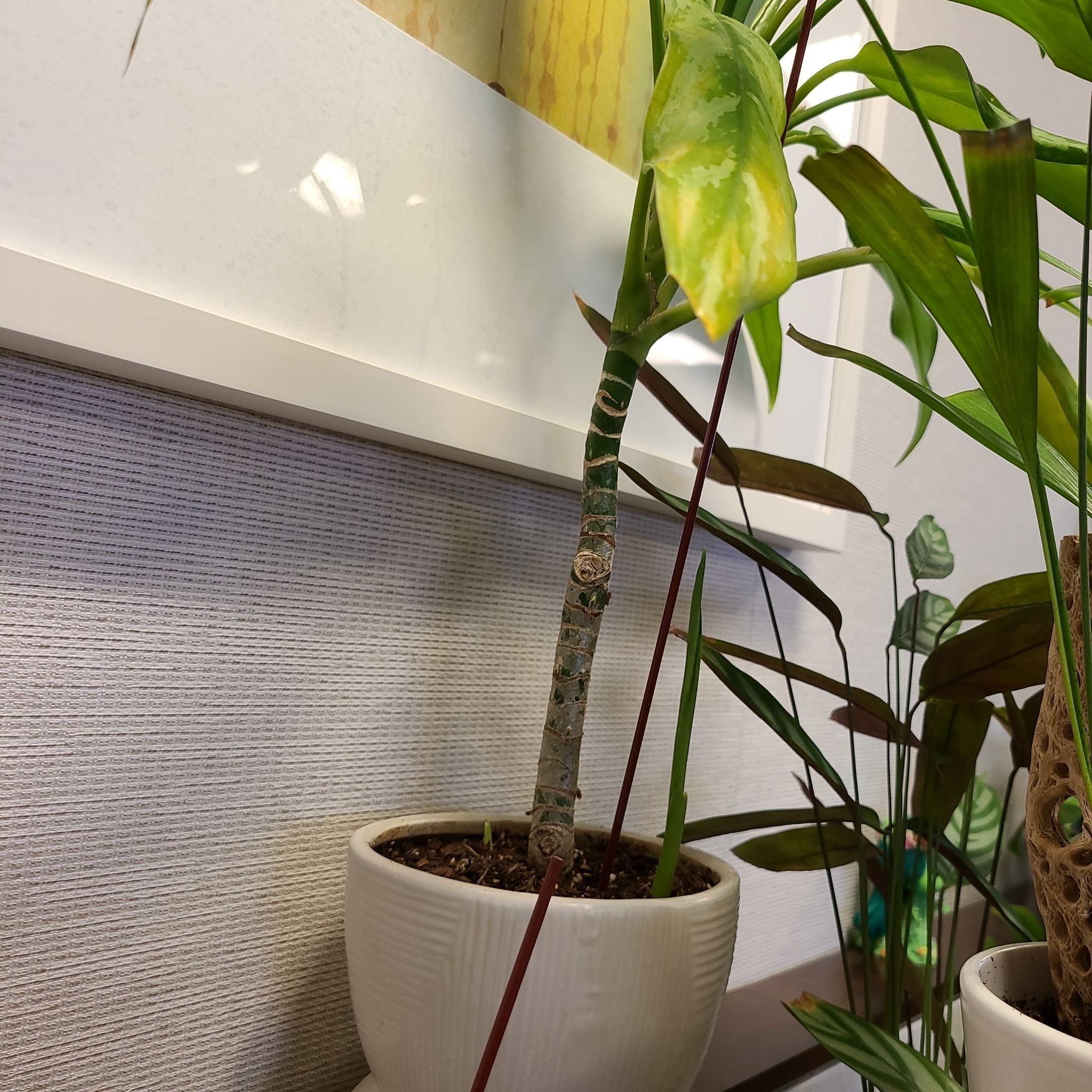 Photo of the plant species Aglaonema 'Key Lime' by @LordlyKamahi named Tiapet on Greg, the plant care app