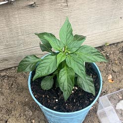 Serrano Pepper plant