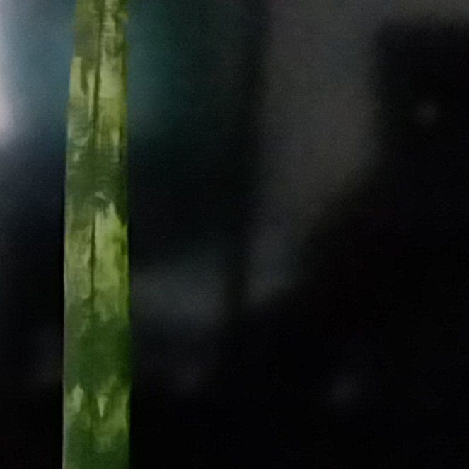 Photo of the plant species Striped Maple by @KindAlgerianivy named Mando on Greg, the plant care app