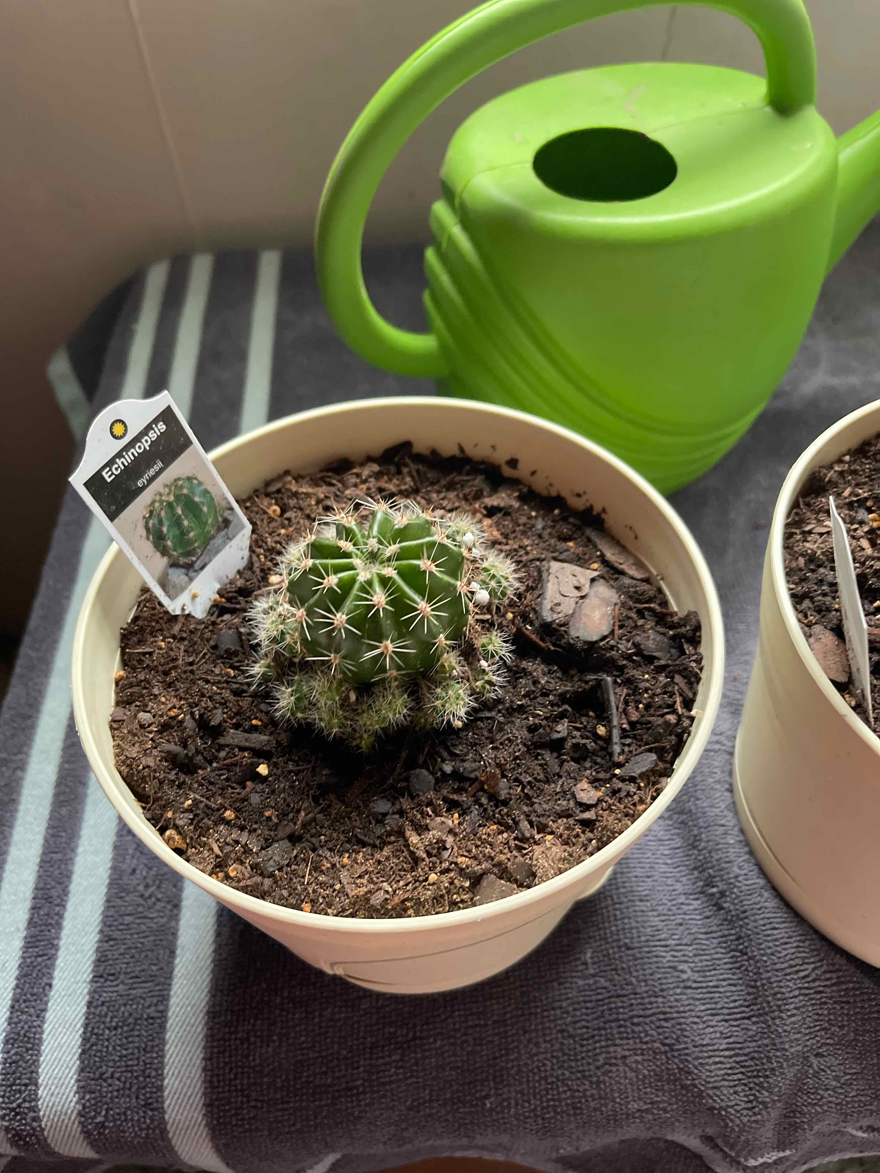 Miniature Barrel Cactus in a white pot with visible soil and a green watering can in the background.