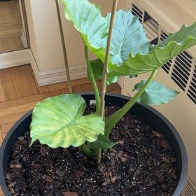 Photo of the plant species elephant ear by @ShiningWildyam named Bigleef Smalls on Greg, the plant care app