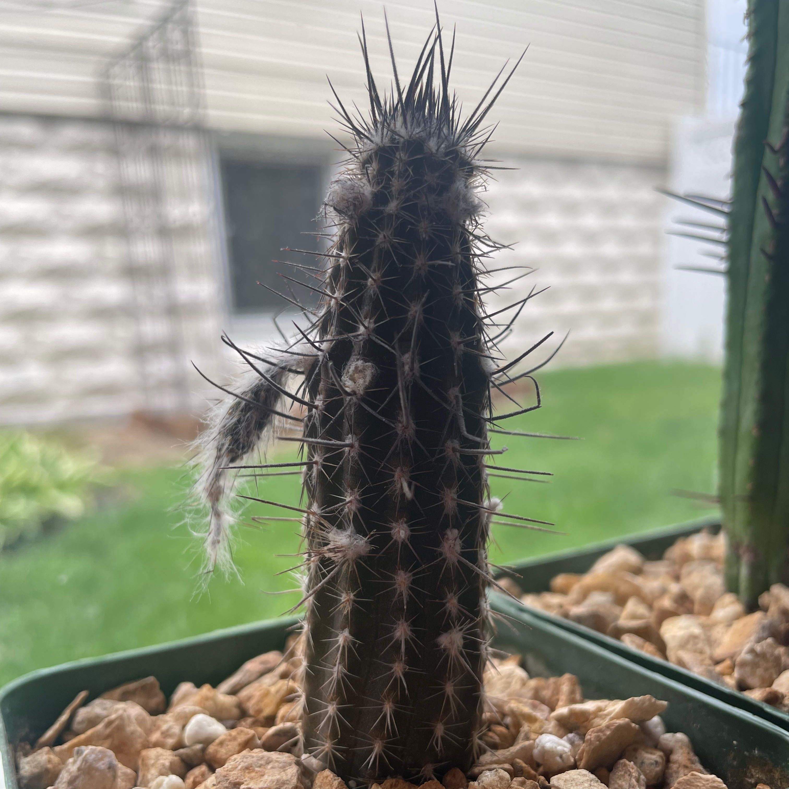 Photo of the plant species Flower of Prayer Cactus by @Purplethursday named El Topo on Greg, the plant care app