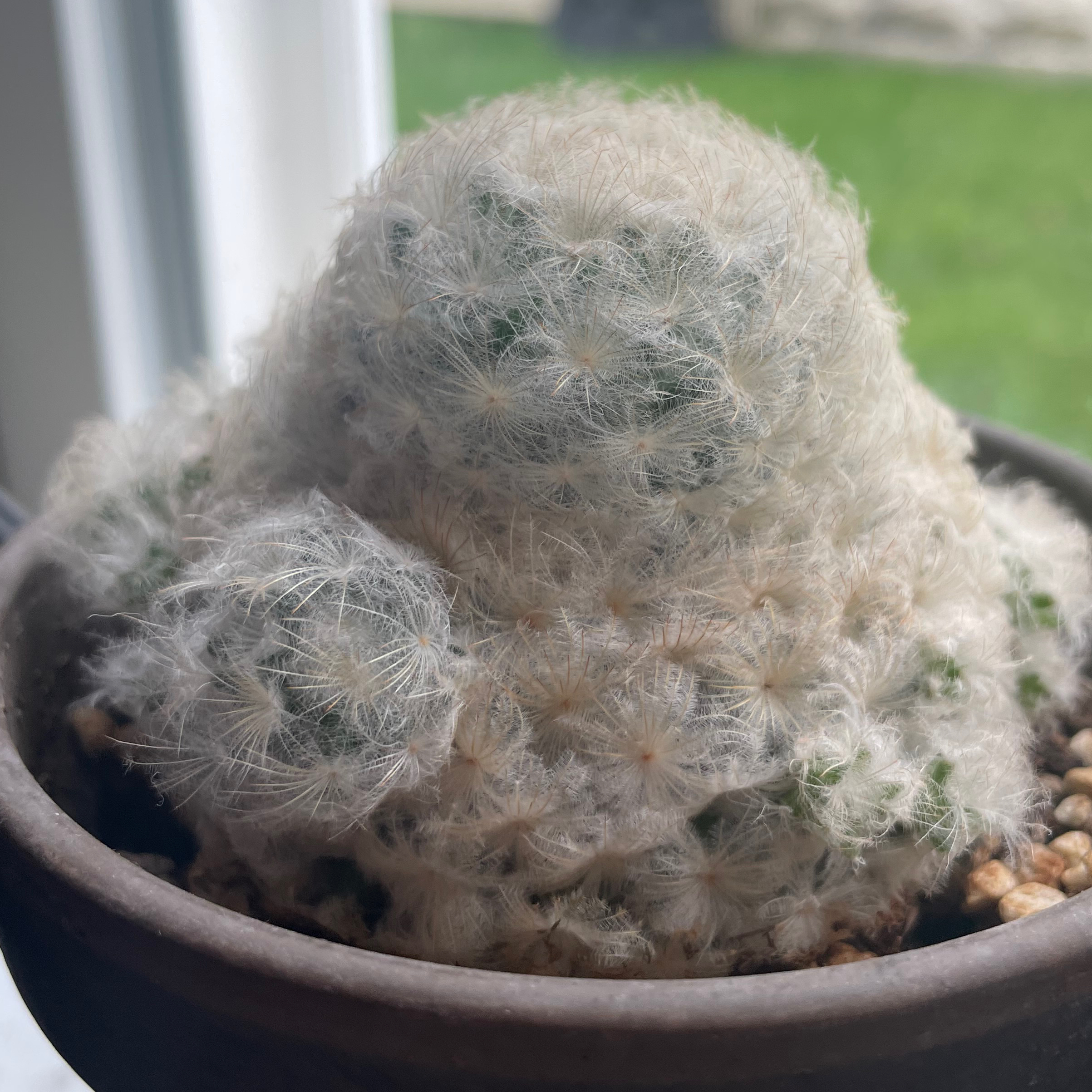 Feather Cactus in a pot, appears healthy with no visible signs of distress.