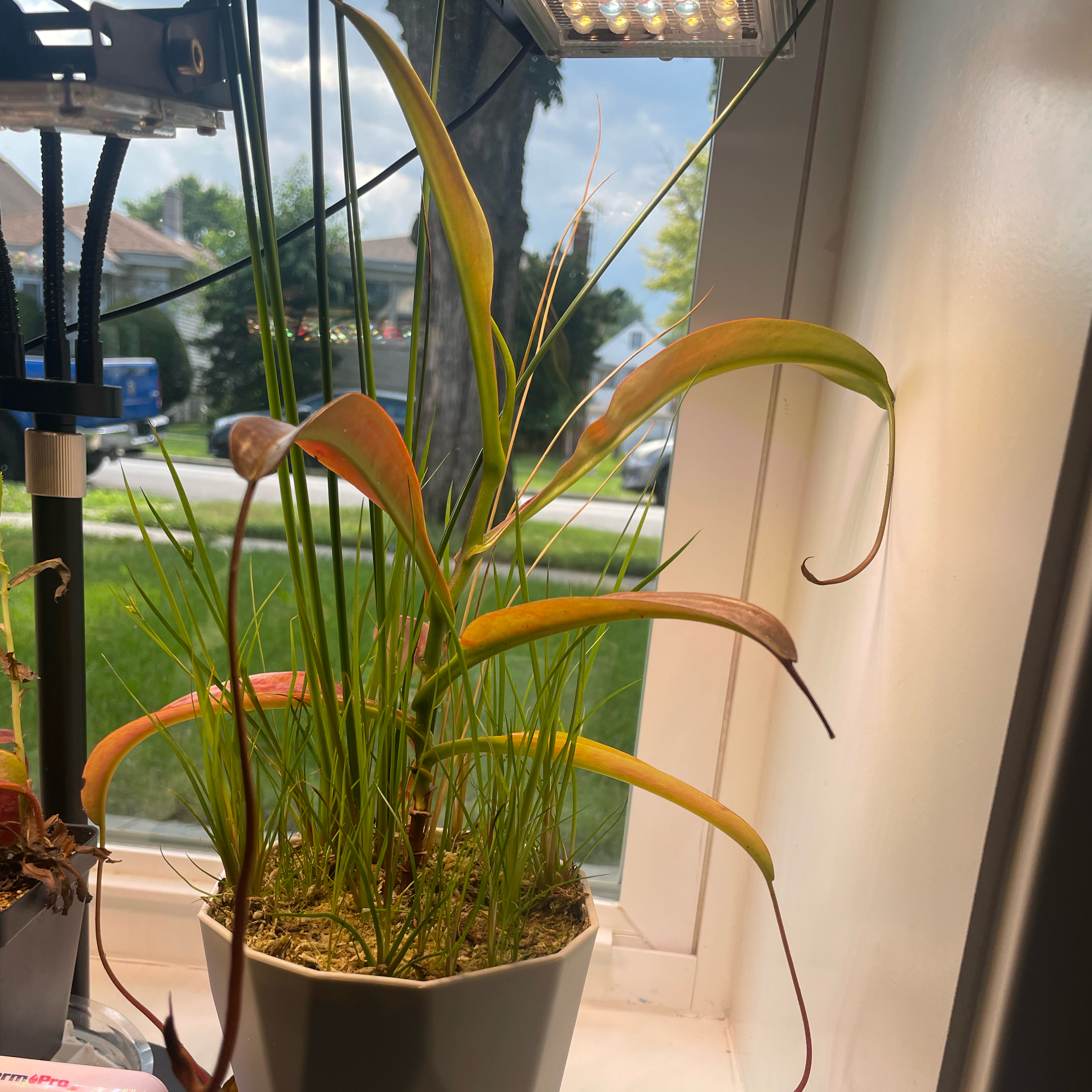 Photo of the plant species Tropical Pitcher Plant by @Purplethursday named Freddie Mercury on Greg, the plant care app