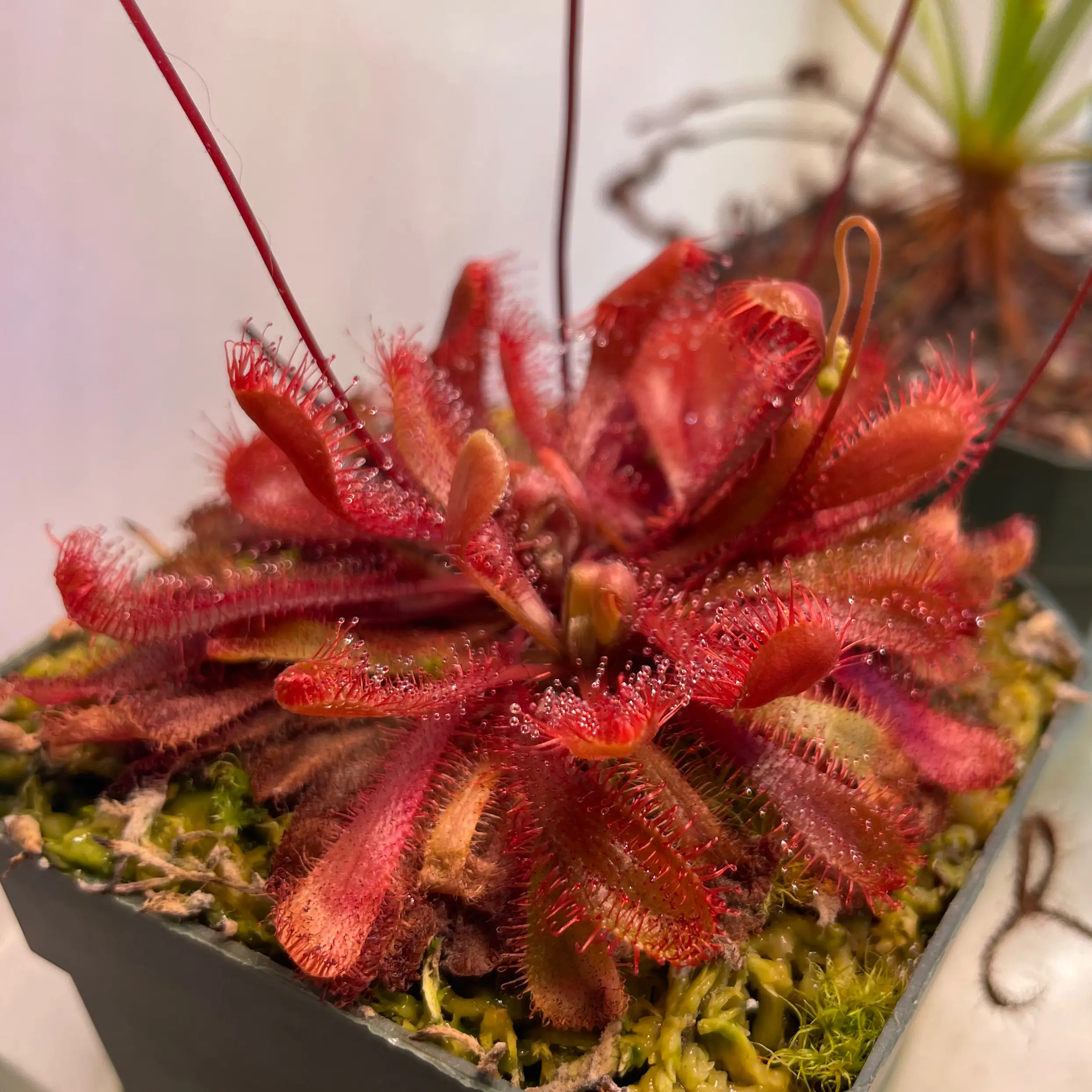 Photo of the plant species Tropical Sundew by @Purplethursday named Darling Nikki on Greg, the plant care app
