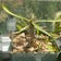 Calculate water needs of Euphorbia Genoudiana