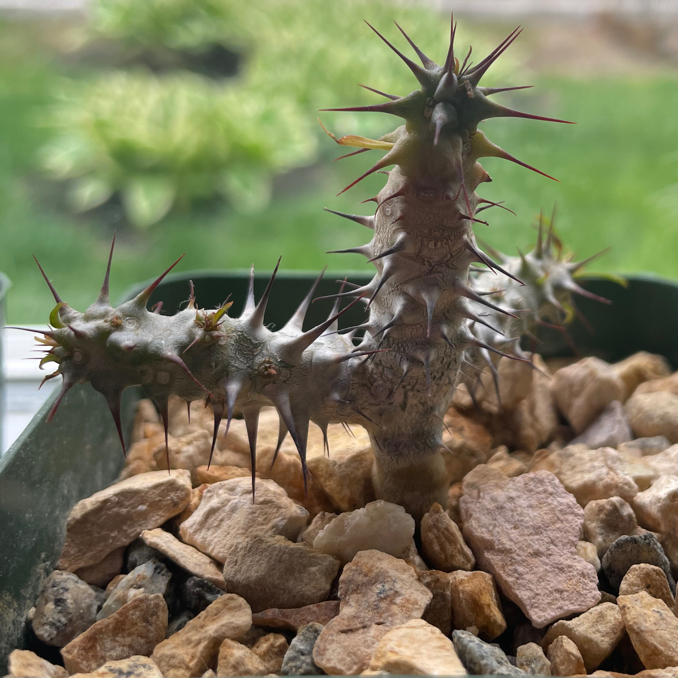 Photo of the plant species Euphorbia Genoudiana by @Purplethursday named Hotsauce on Greg, the plant care app