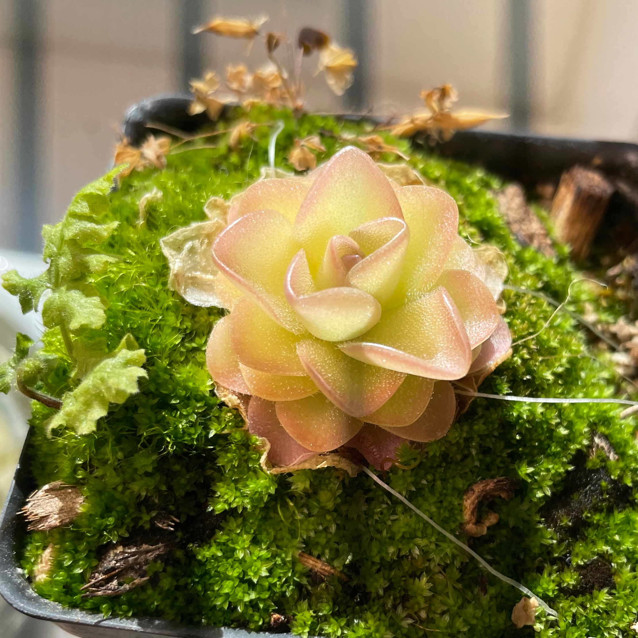 Mexican Butterwort plant with healthy leaves in a small pot surrounded by moss.
