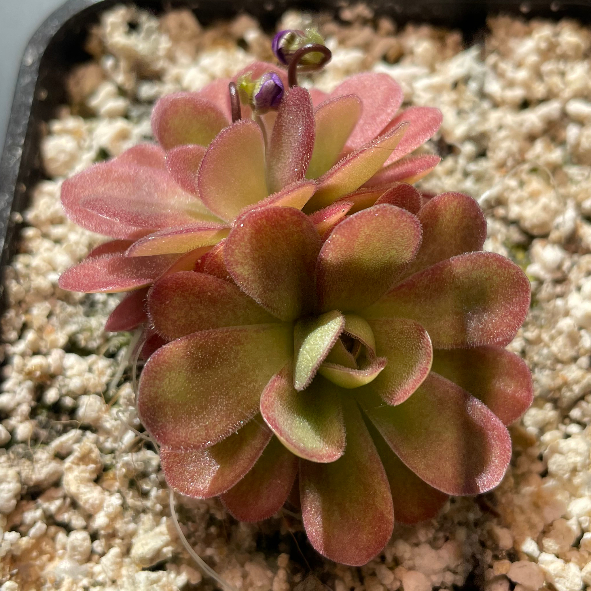 Photo of the plant species Johnanna Butterwort by @Purplethursday named Cody on Greg, the plant care app
