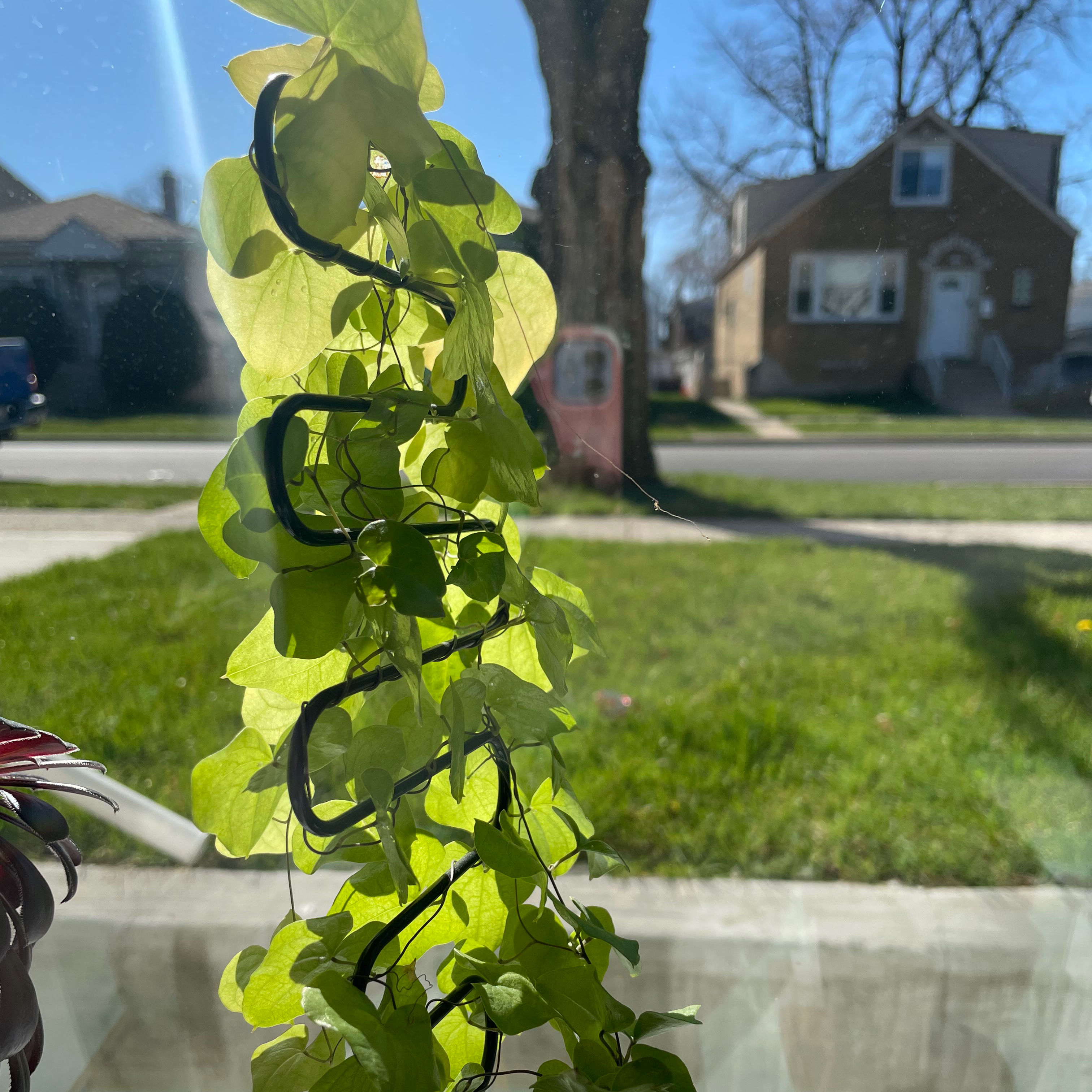 Hottentot Bread plant with heart-shaped leaves near a sunny window.