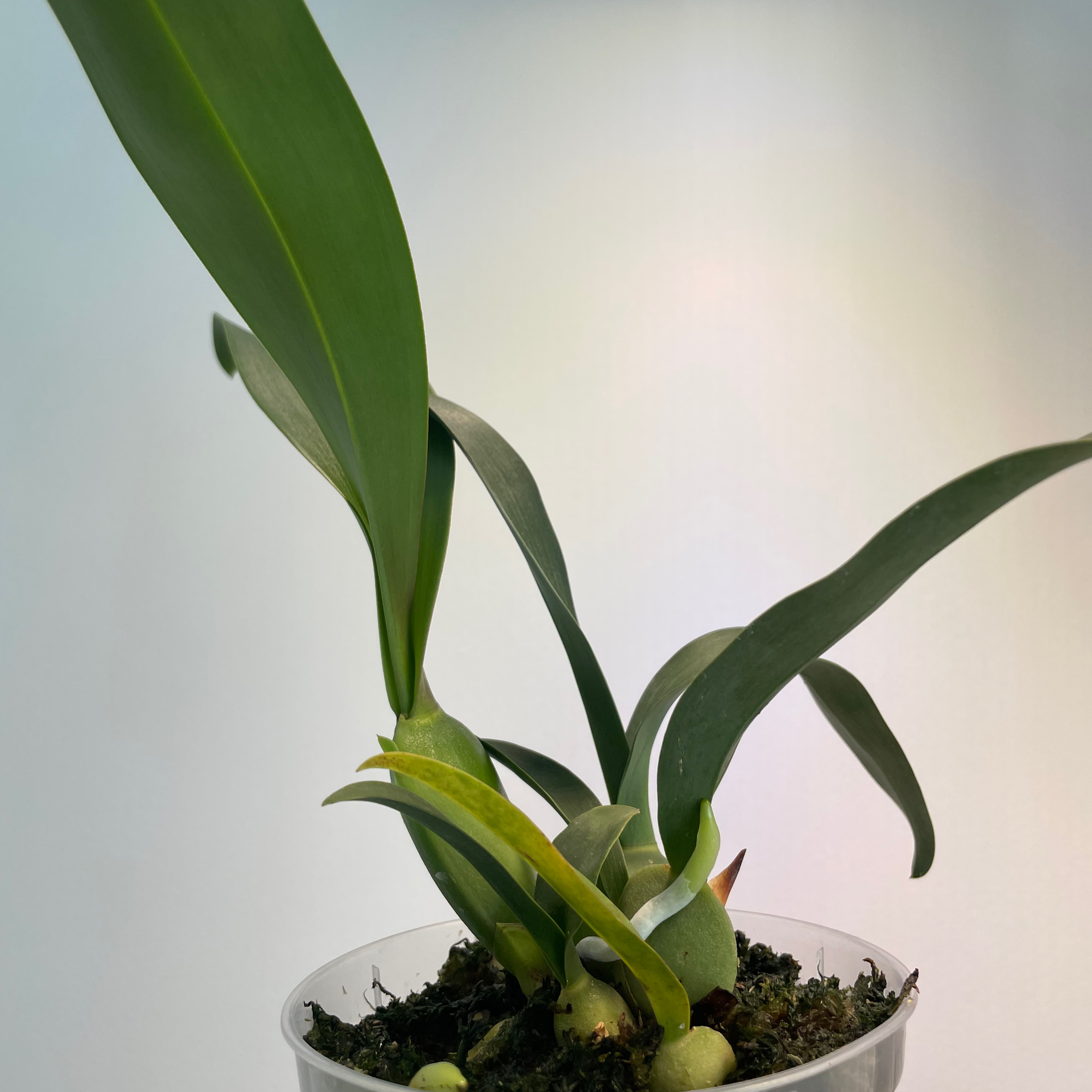 Photo of the plant species Oncidium Jiaho Queen by @Purplethursday named Ripley on Greg, the plant care app