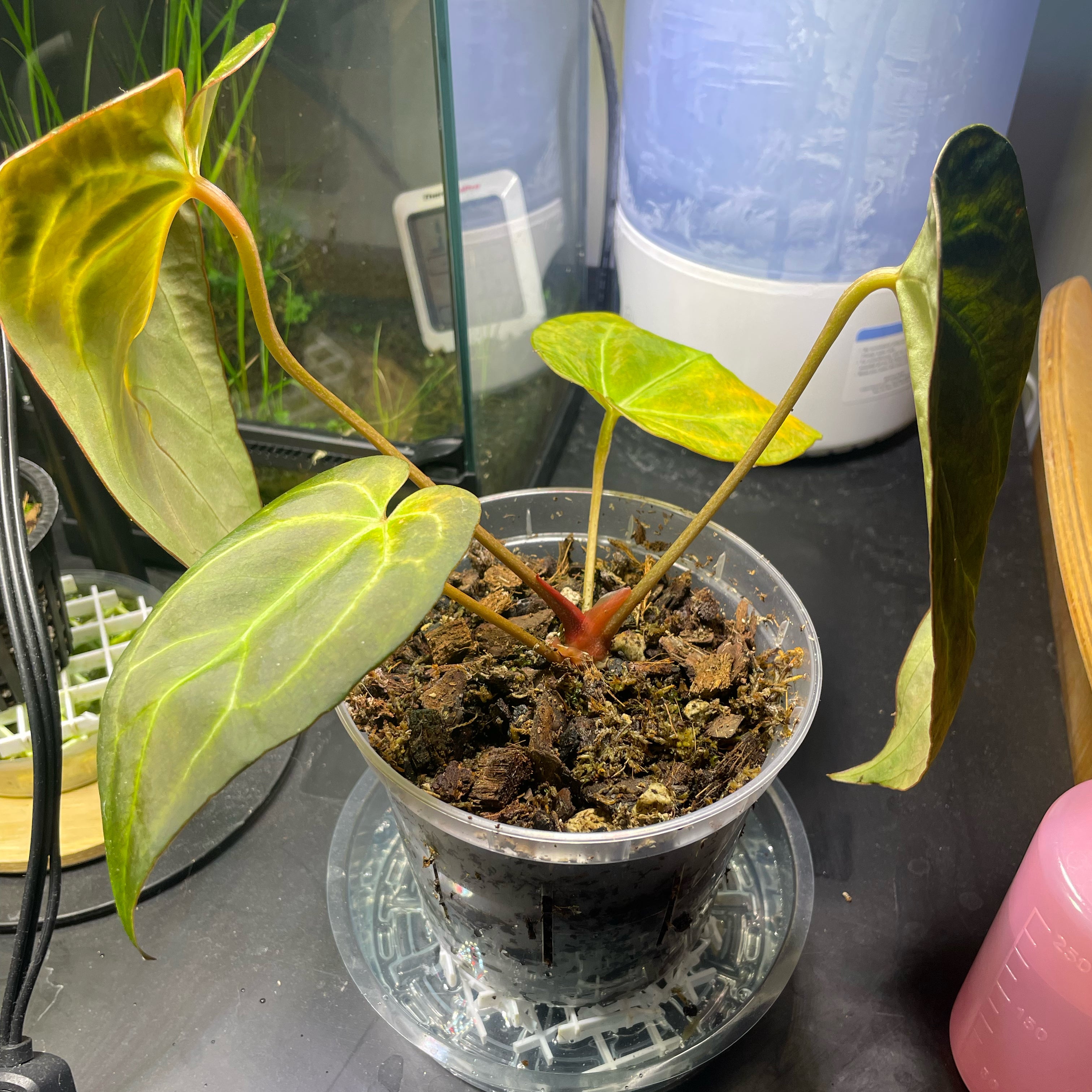 Photo of the plant species Ace of Spades by @Purplethursday named James Dean on Greg, the plant care app