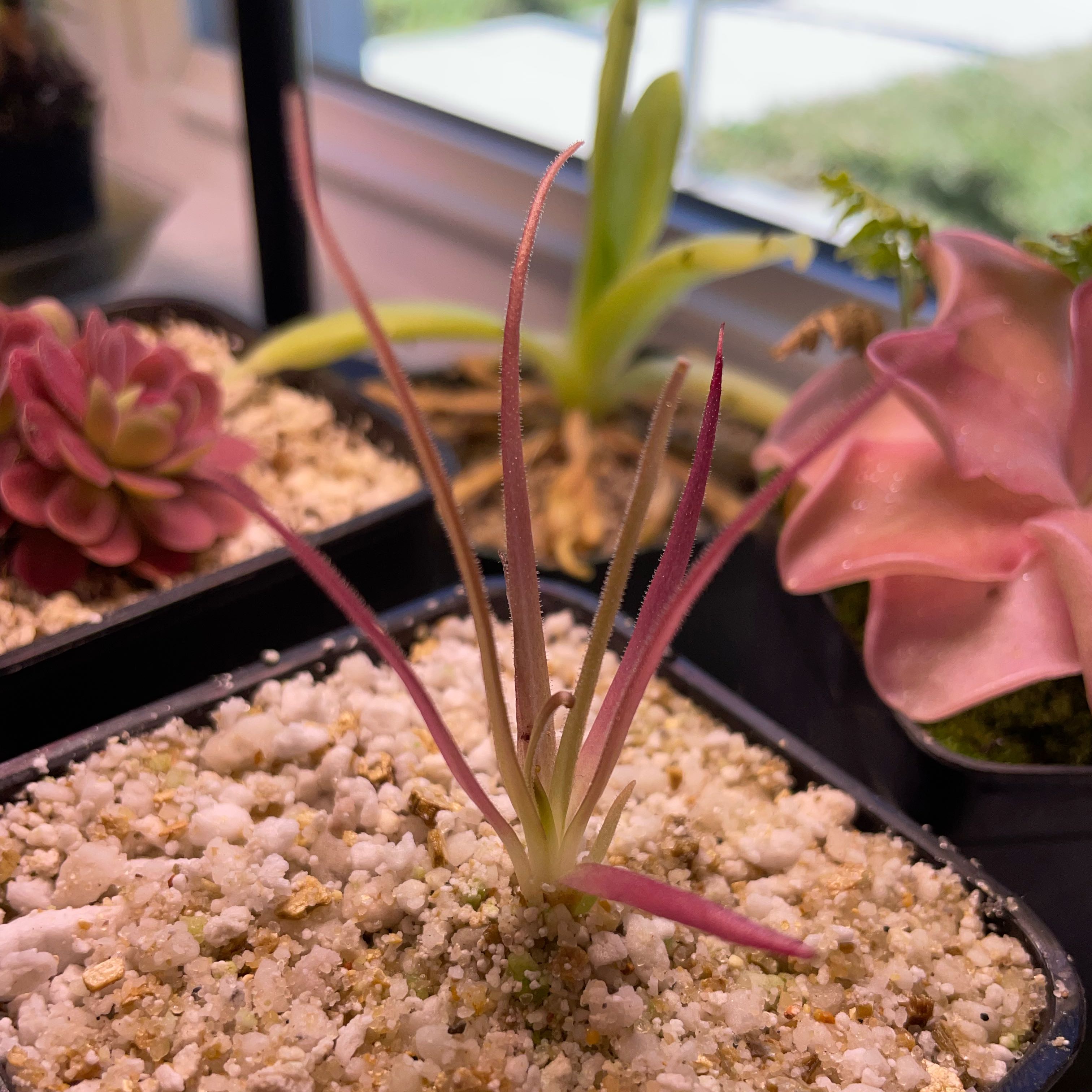 Photo of the plant species Pinguicula Dragon by @Purplethursday named Sonora on Greg, the plant care app