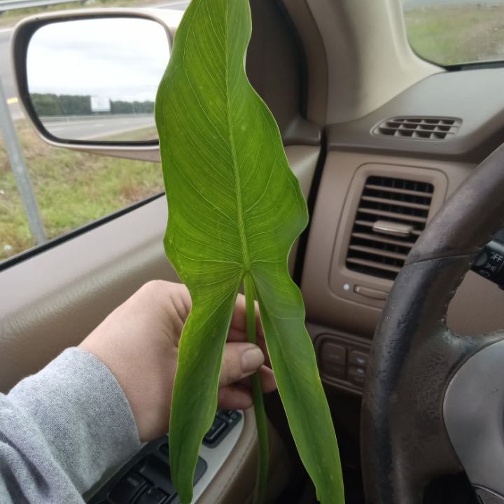 A healthy Green Arrow-Arum leaf being held inside a vehicle.