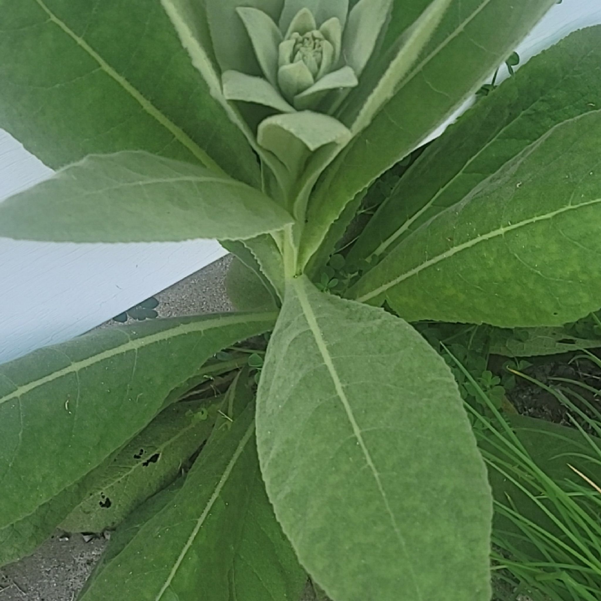 Image of a healthy Mullein plant with large green leaves.