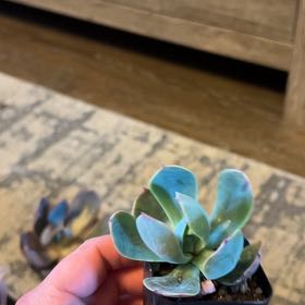 Photo of the plant species Echeveria 'Blue Sky' by @LargeLettuce named Messi on Greg, the plant care app