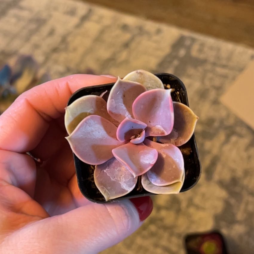 Echeveria 'Purple Pearl' succulent held by a hand, showing purple and pink rosette leaves.
