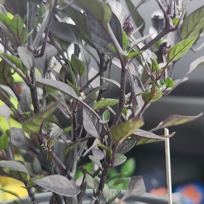 Photo of the plant species Ornamental Pepper Onyx Red by @UnopposedComet named Navajo on Greg, the plant care app