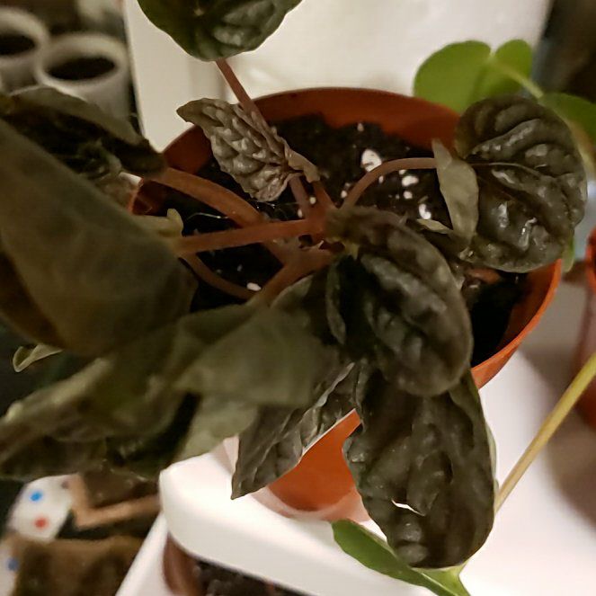 Photo of the plant species Peperomia 'Luna Grey' by @GiddyGinseng named Beckham on Greg, the plant care app