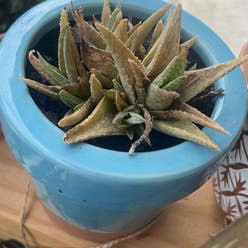 Broad-Leaved Aloe plant