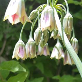 Photo of the plant species Largeflower Fairybells by @MerryBogbean named Drake on Greg, the plant care app