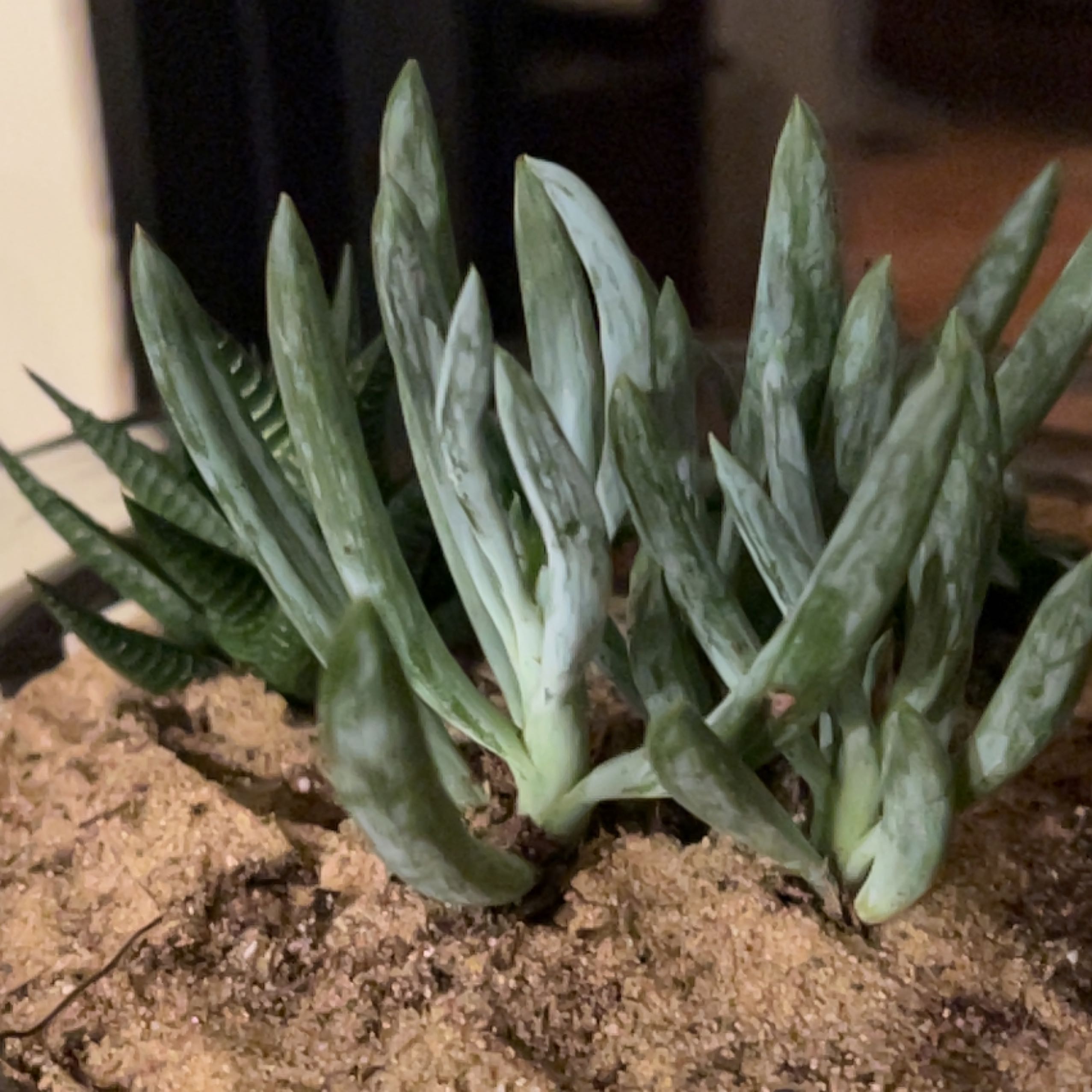 Photo of the plant species Big Blue Chalksticks by @TeamJ1999 named Achilles on Greg, the plant care app