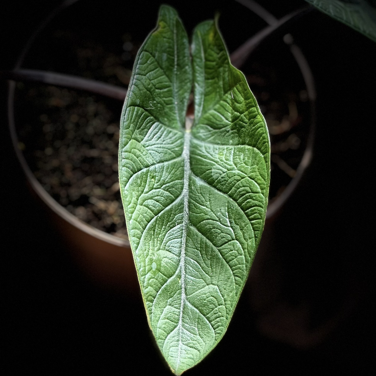 Close-up of a healthy Alocasia Scalprum leaf with prominent veins and textured surface.