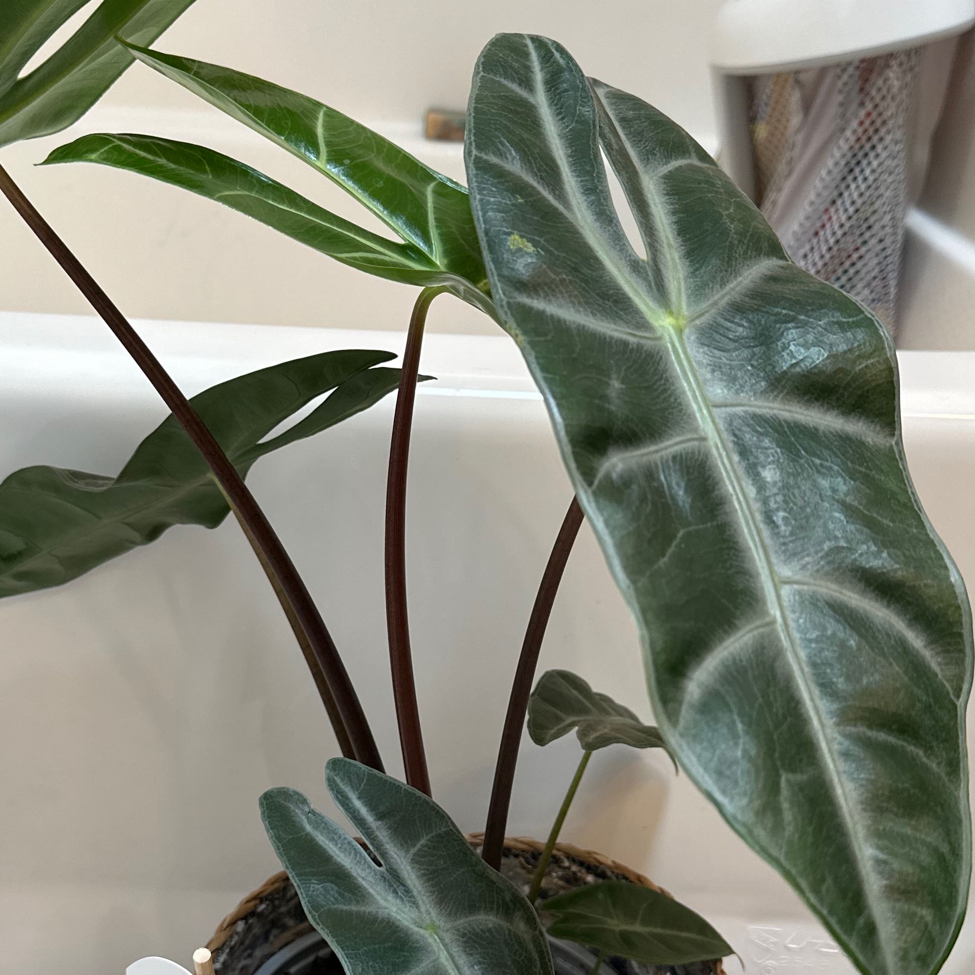 Alocasia longiloba plant with dark green, elongated leaves and prominent veins.