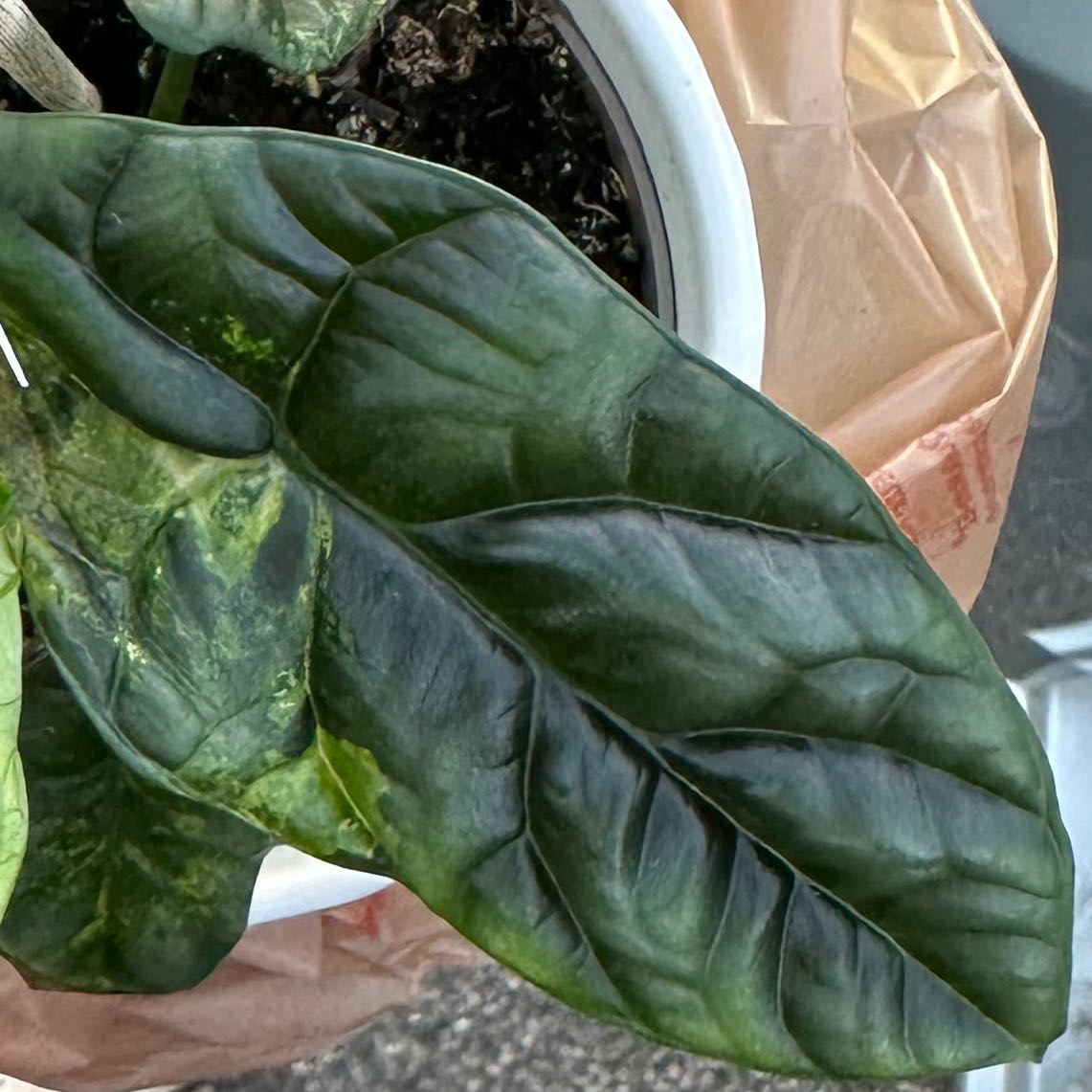 Jewel Alocasia plant with visible yellowing and browning on leaves, potted with soil visible.