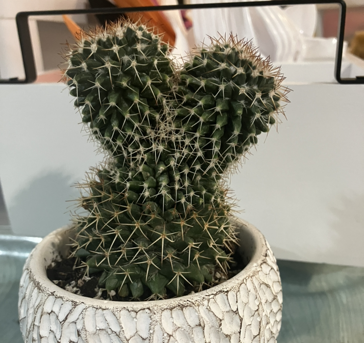Mammillaria backebergiana cactus in a textured pot, healthy and well-framed.