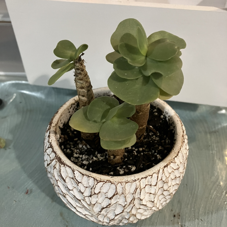 Potted Ihi succulent plant with thick green leaves in a textured white pot.