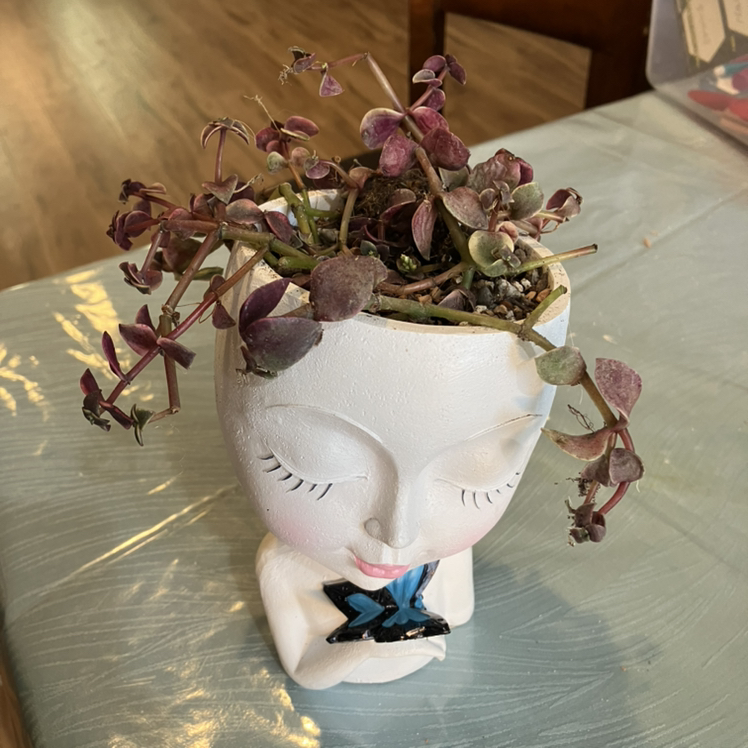 Potted Calico Kitten plant in a decorative head-shaped planter with wilted and discolored leaves.