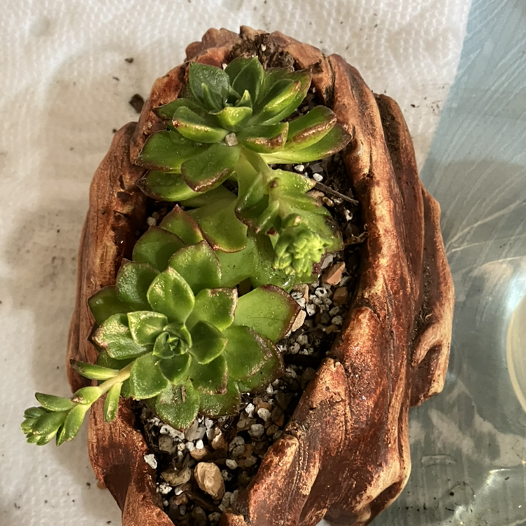 Sedeveria 'Letizia' plant in a decorative pot with visible soil.