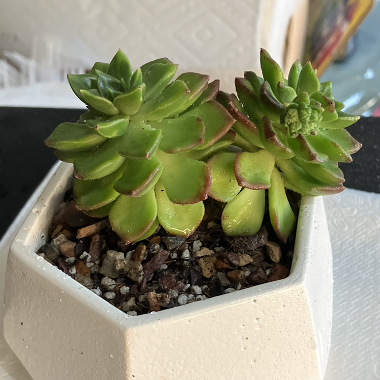 Sedeveria 'Letizia' succulent in a white geometric pot with some browning at the leaf edges.