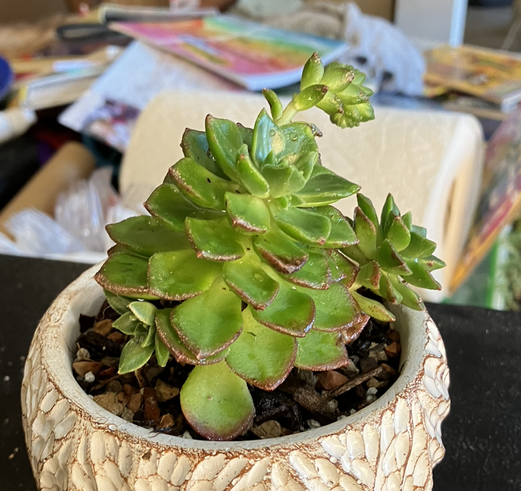 Sedeveria 'Letizia' plant in a decorative pot with vibrant green leaves.