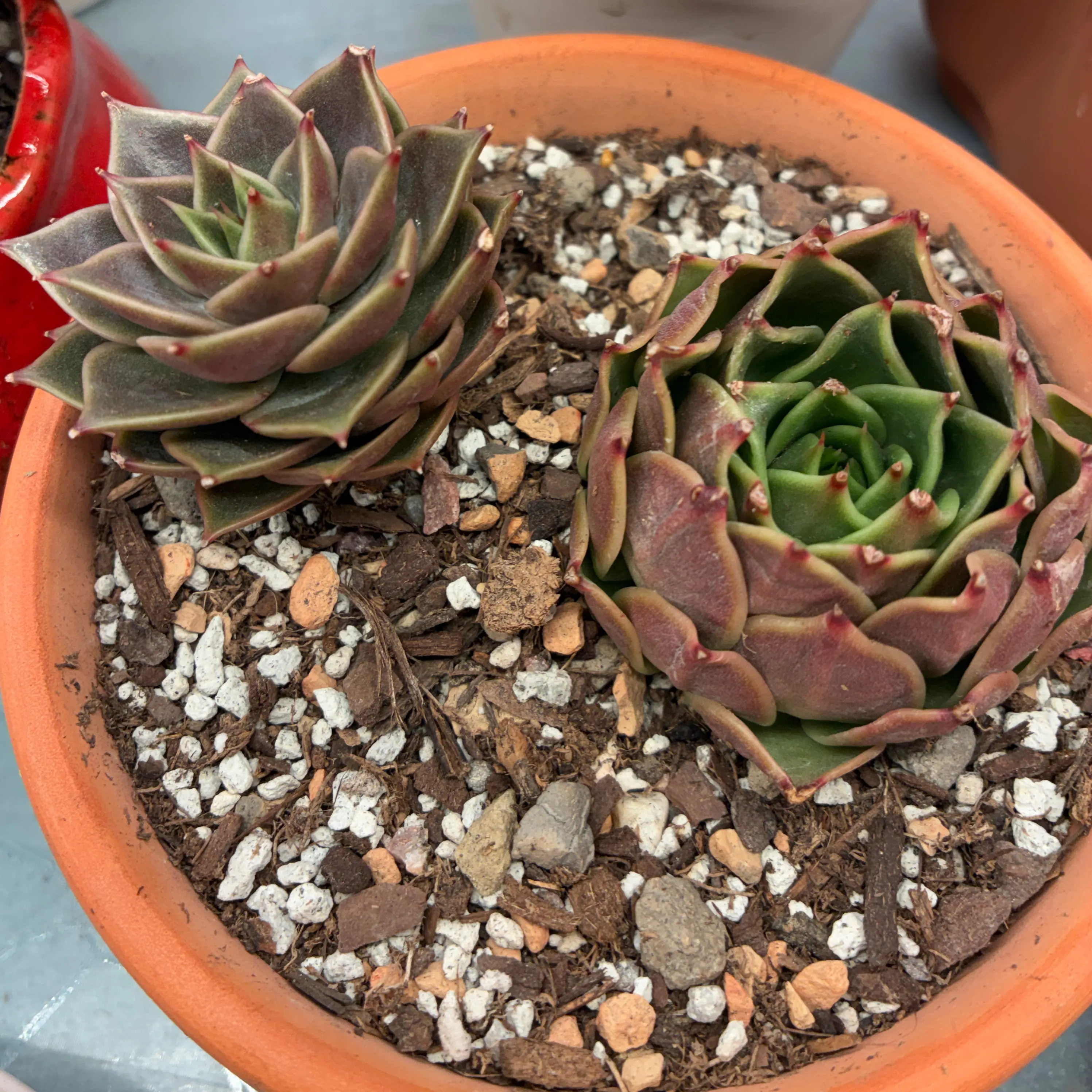 Photo of the plant species Echeveria Ebony by @aprilshowers85 named Ebony on Greg, the plant care app