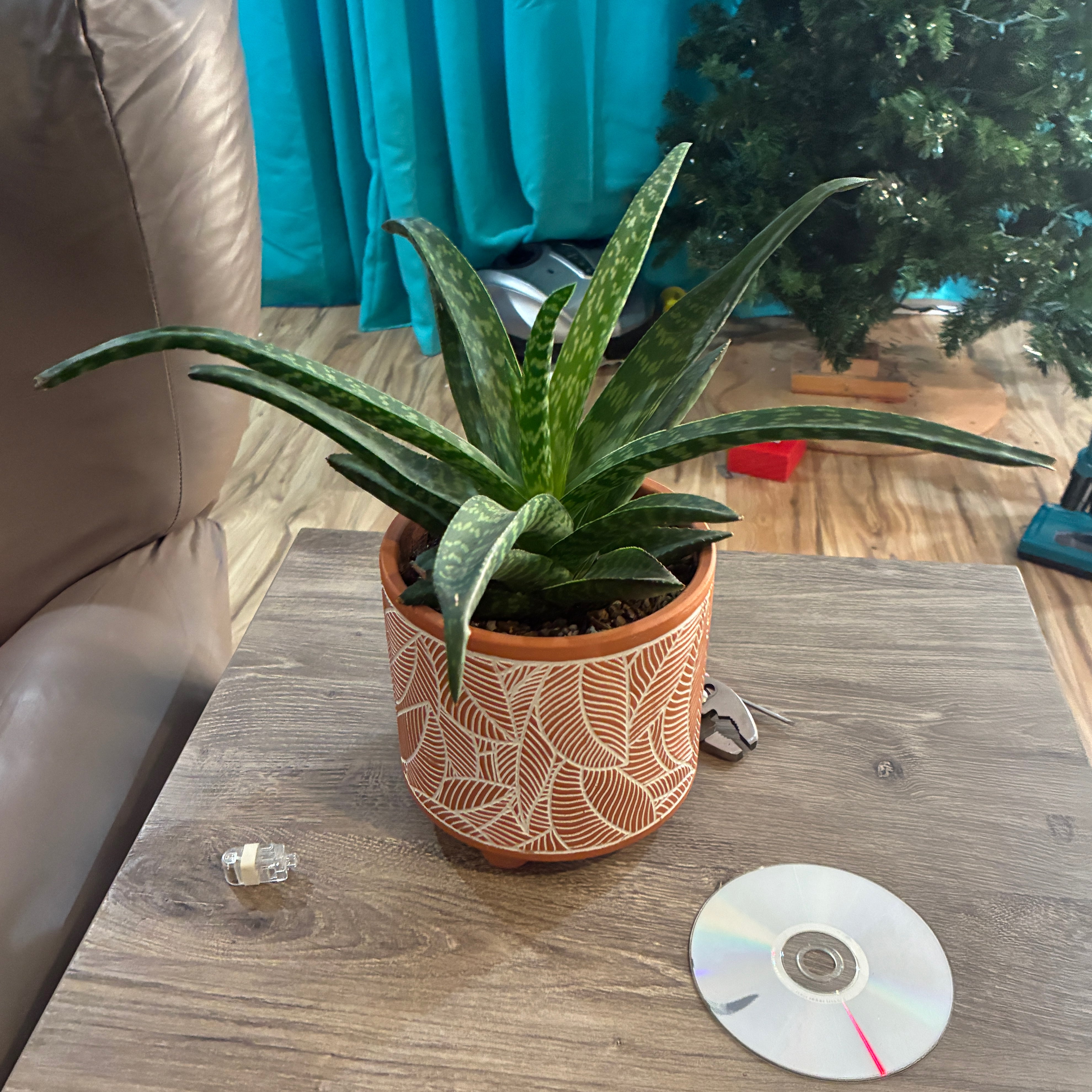 Photo of the plant species Aloe 'Tiki Zilla' by @aprilshowers85 named Tiki on Greg, the plant care app