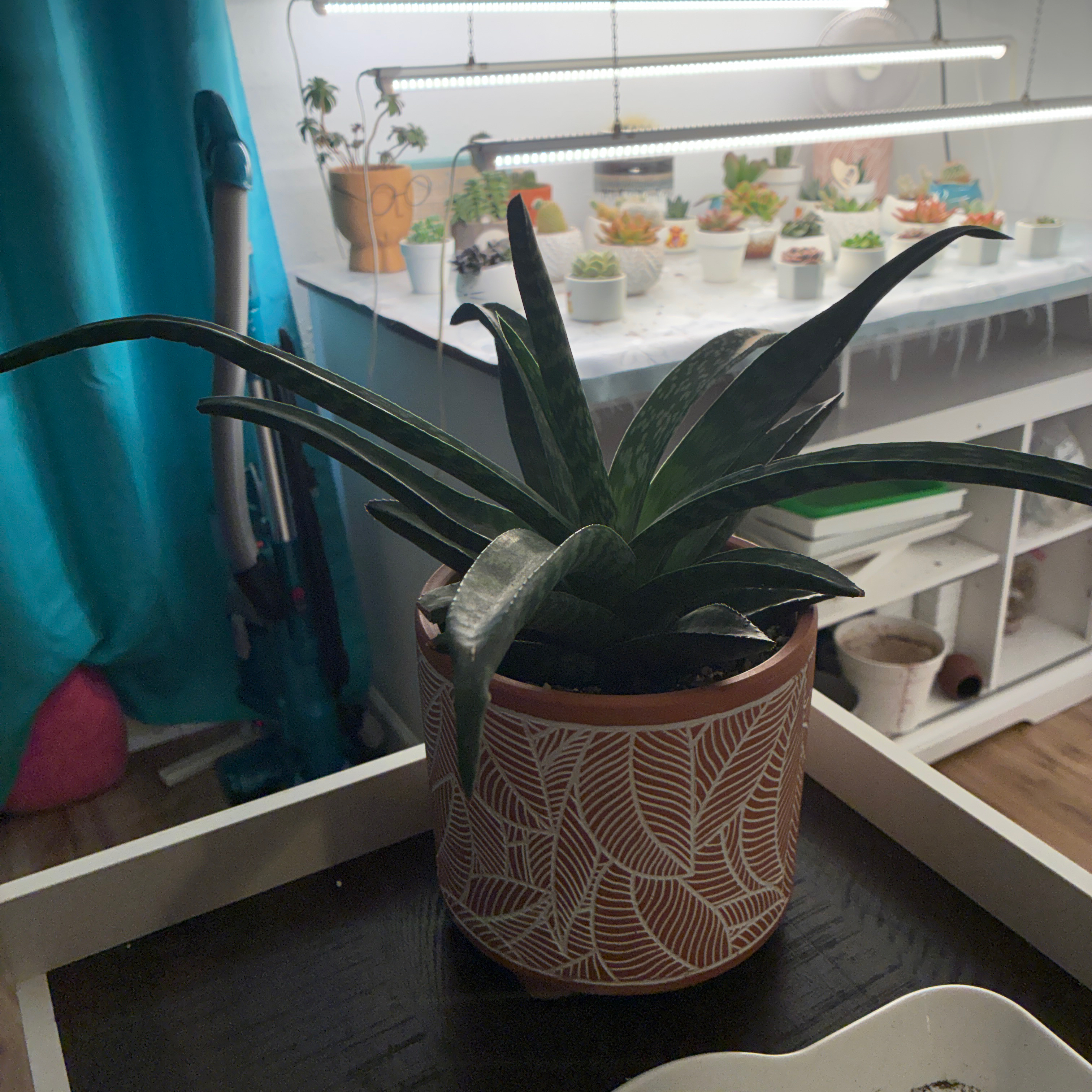 Photo of the plant species Aloe 'Tiki Zilla' by @aprilshowers85 named Tiki on Greg, the plant care app