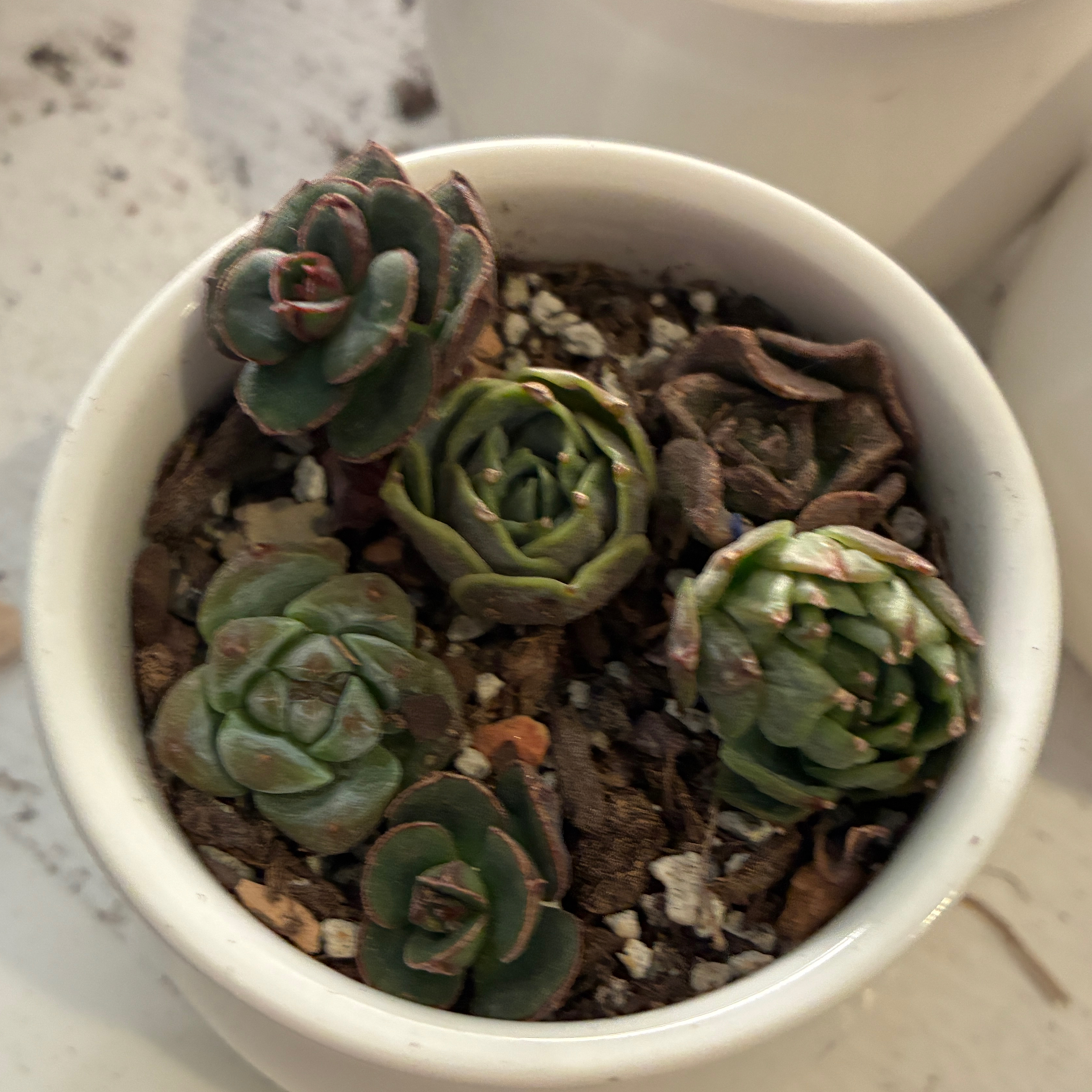 Photo of the plant species Echeveria 'Joan Daniel' by @aprilshowers85 named Joan on Greg, the plant care app