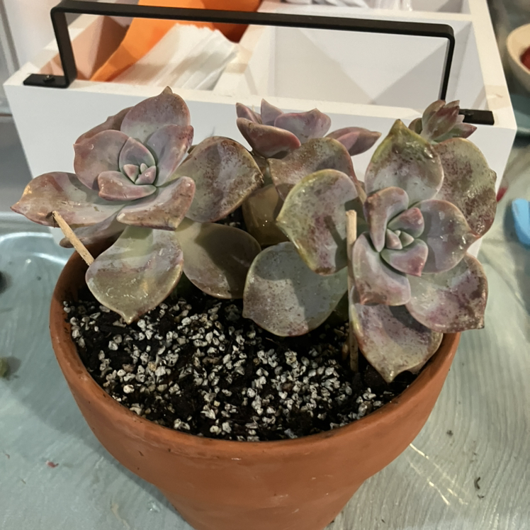 Potted Five Stamen Graptopetalum succulent with some leaf discoloration and spots.