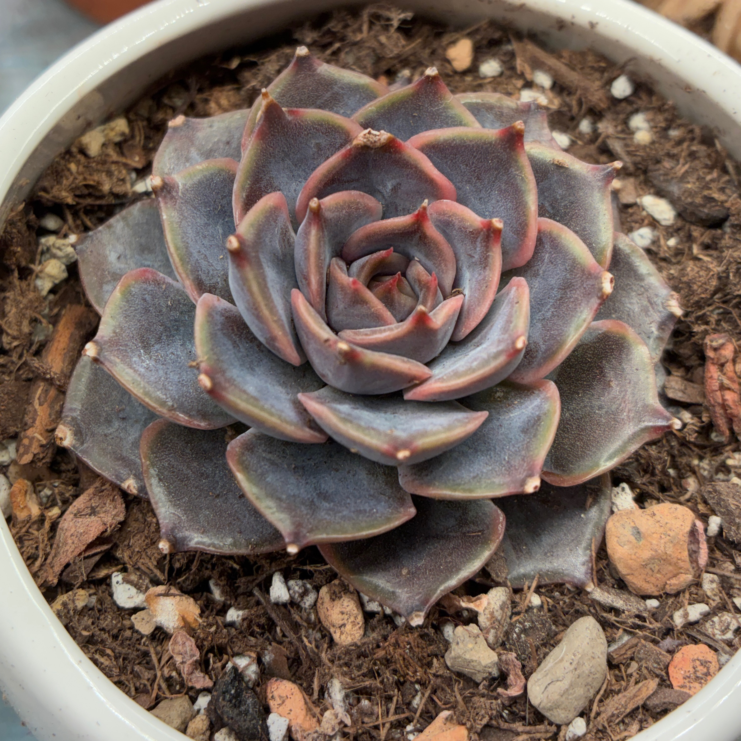 Photo of the plant species Echeveria 'Summer' by @aprilshowers85 named Summer on Greg, the plant care app