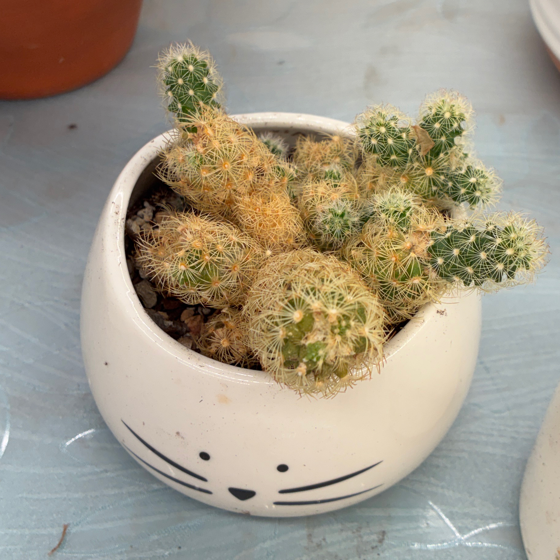 Photo of the plant species Lady Finger Cactus 'Pink Nymph' by @aprilshowers85 named Pink Nymph on Greg, the plant care app