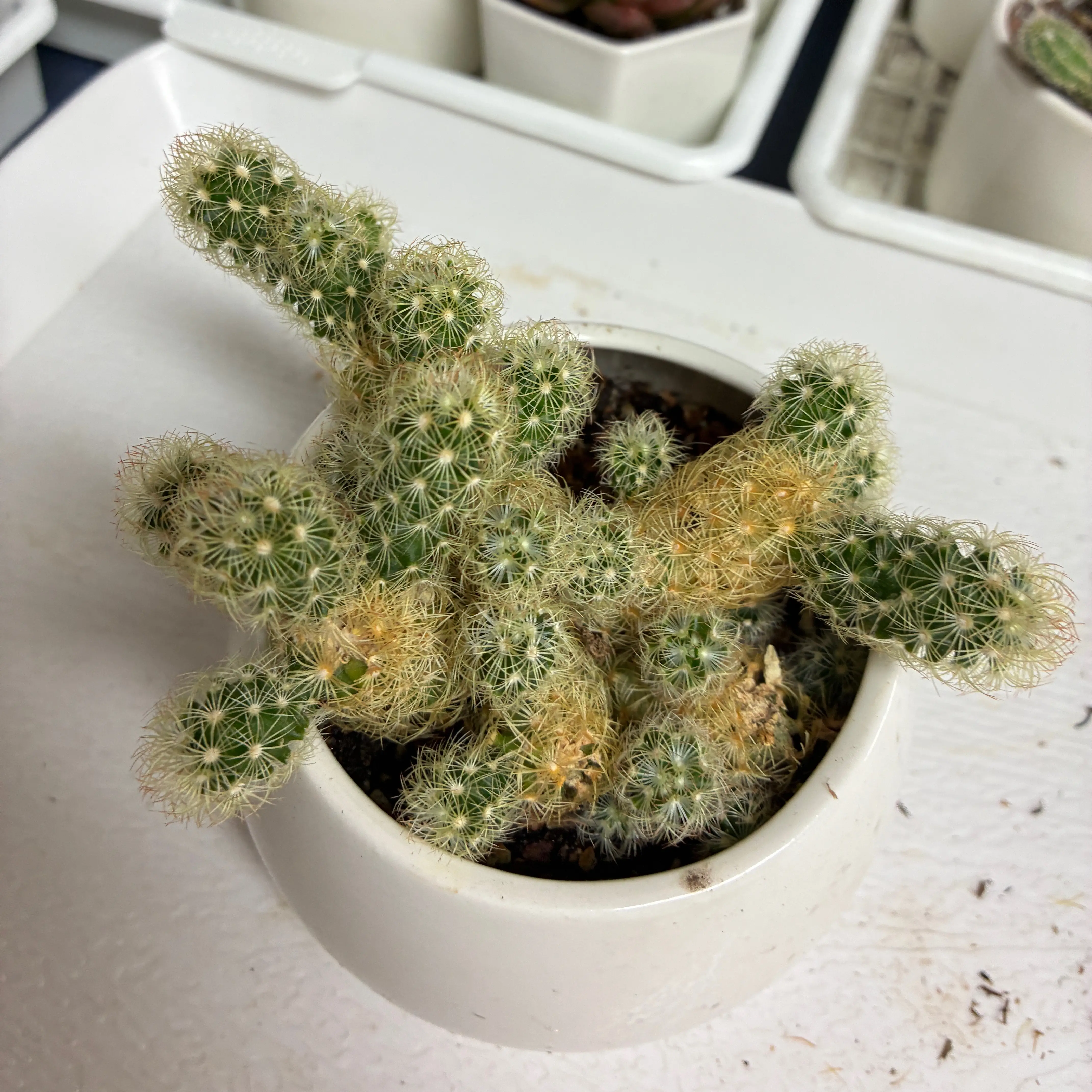Photo of the plant species Lady Finger Cactus 'Pink Nymph' by @aprilshowers85 named Pink Nymph on Greg, the plant care app