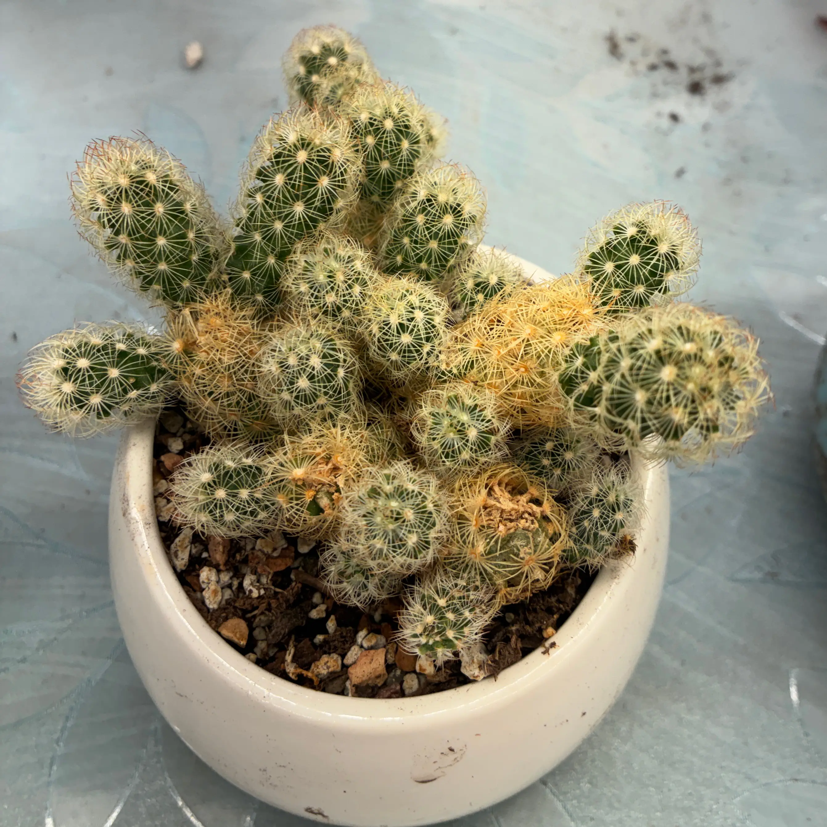 Photo of the plant species Lady Finger Cactus 'Pink Nymph' by @aprilshowers85 named Pink Nymph on Greg, the plant care app