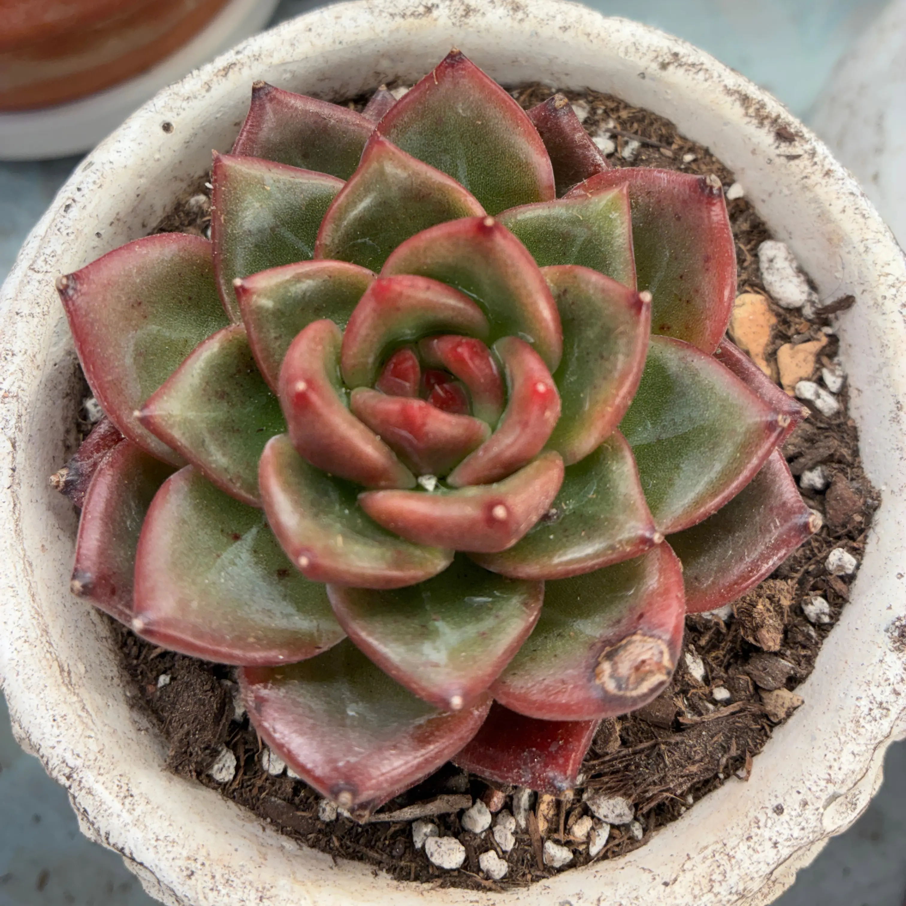 Photo of the plant species Champagne Echeveria by @aprilshowers85 named Purple Champagne on Greg, the plant care app