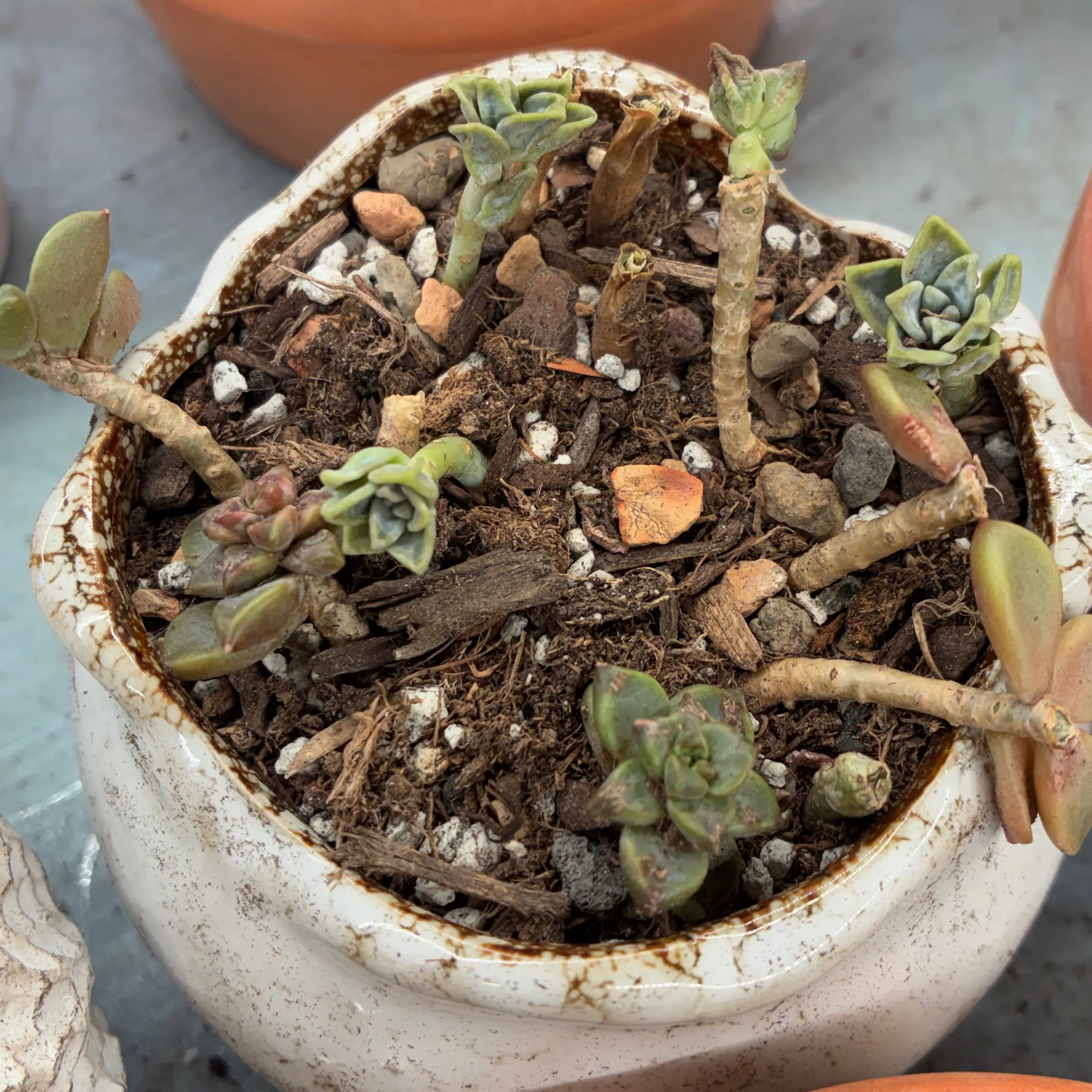 Photo of the plant species Graptosedum 'Alpenglow x Vera Higgins' by @aprilshowers85 named Alpenglow on Greg, the plant care app
