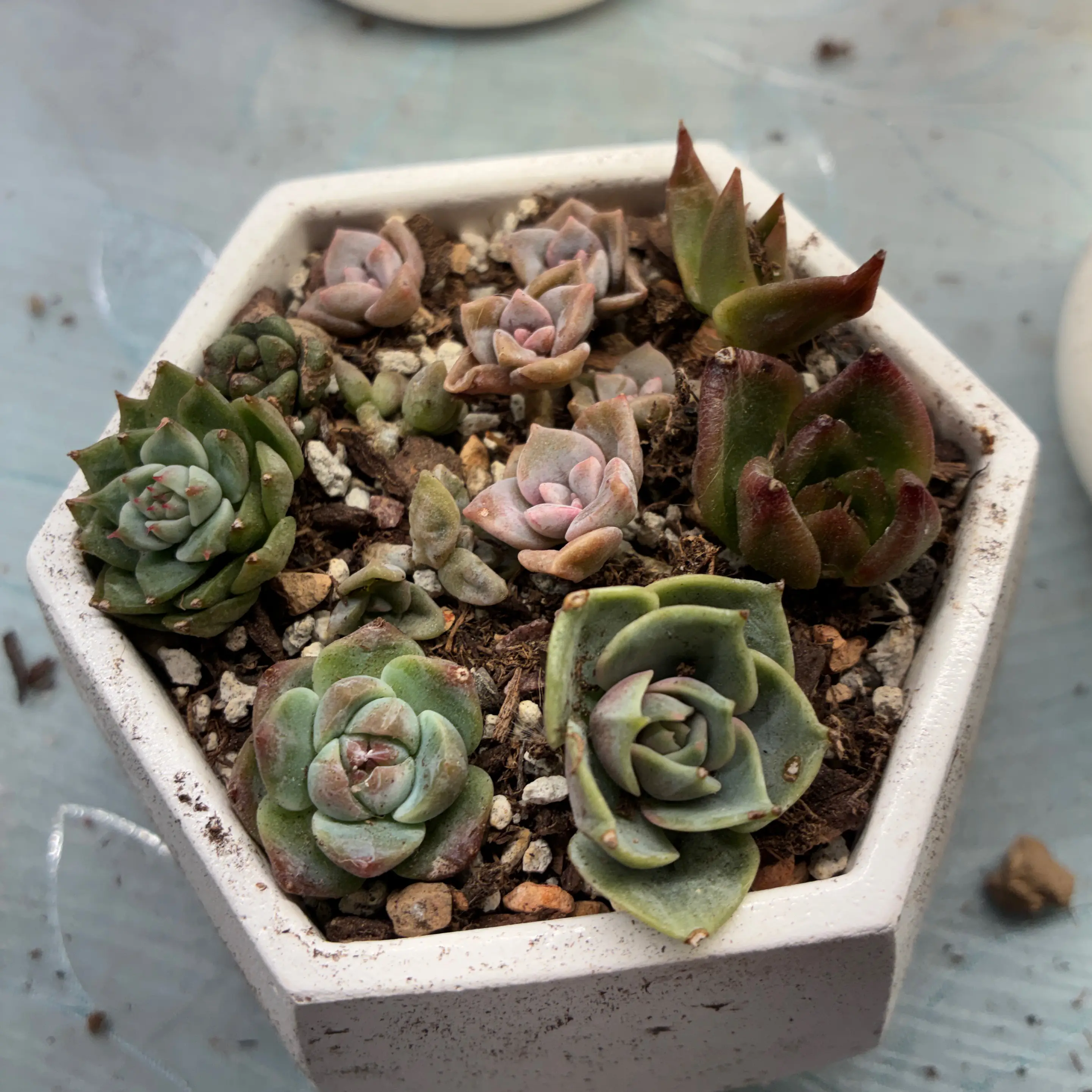 Photo of the plant species Graptosedum 'Alpenglow x Vera Higgins' by @aprilshowers85 named Alpenglow on Greg, the plant care app