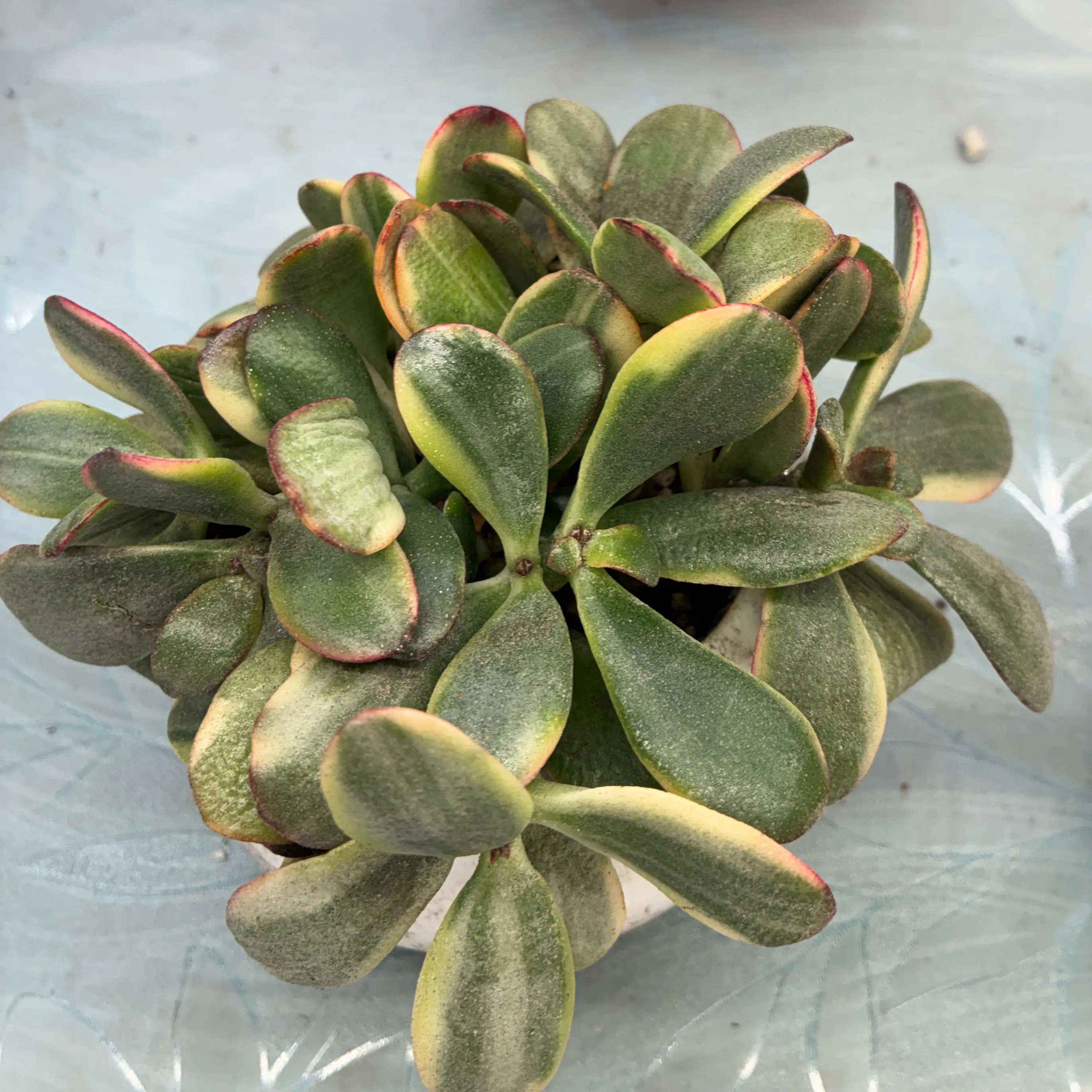 Photo of the plant species Golden Jade by @aprilshowers85 named Peter Parker on Greg, the plant care app