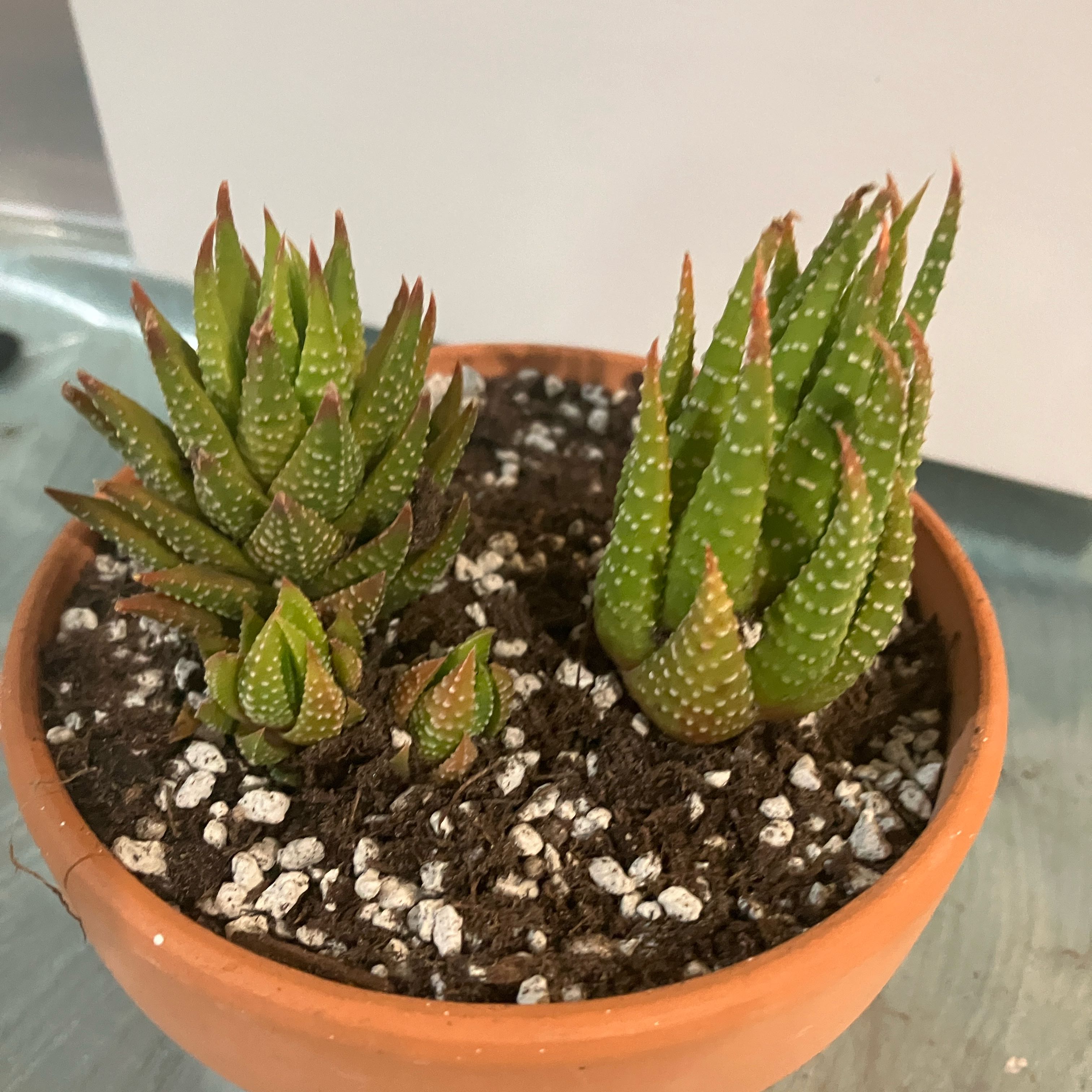 Potted Zebra Wart plant with multiple rosettes in well-drained soil.