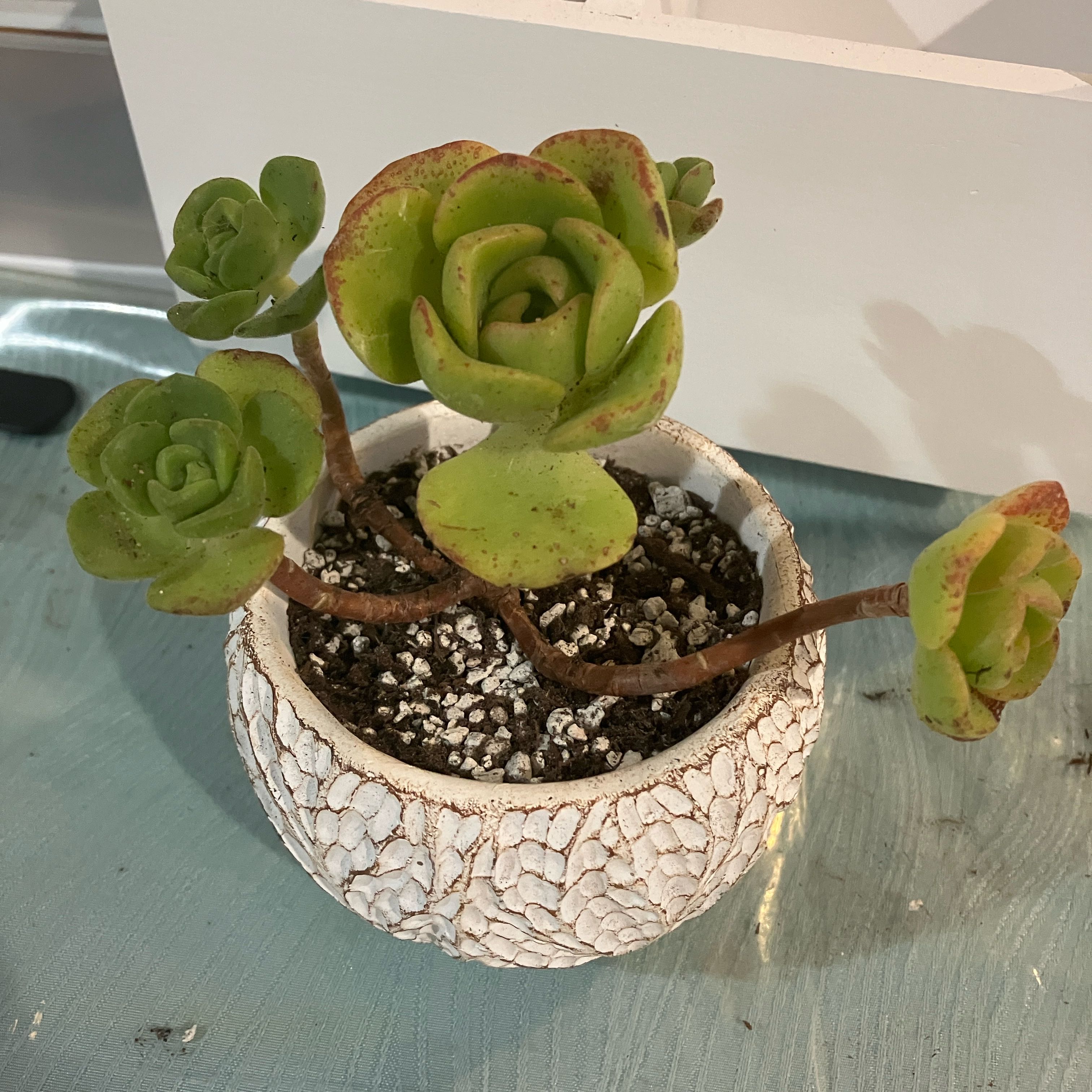 Aeonium 'Lily Pad' succulent in a white textured pot with visible soil and some browning edges.